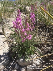 Oxytropis lagopus