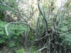 Praecereus euchlorus