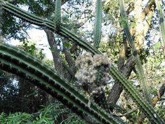 Praecereus euchlorus