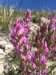 Oxytropis lagopus