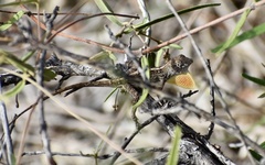 Anolis jubar oriens
