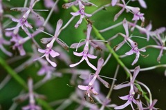 Epidendrum amplum