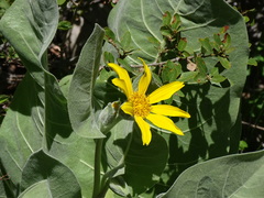 Wyethia mollis