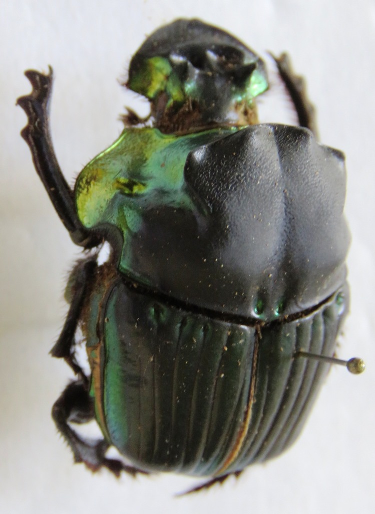 Diabroctis mimas