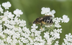 Halictus rubicundus