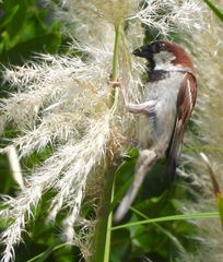 Passer domesticus