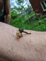 Neoitamus flavofemoratus