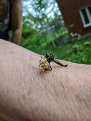 Neoitamus flavofemoratus