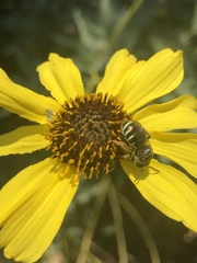 Acunomia
