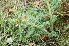 Astragalus drummondii