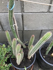 Nyctocereus