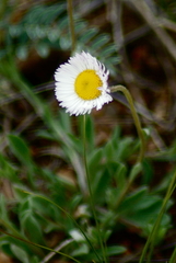 Erigeron compositus