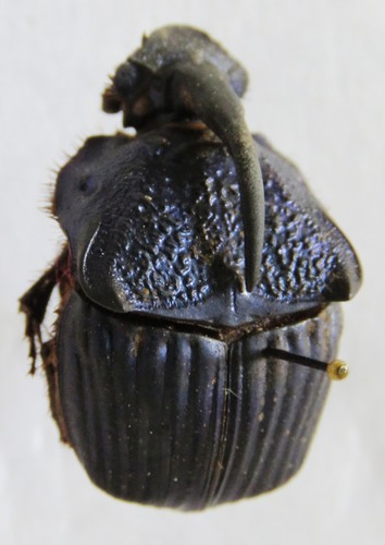Phanaeus guatemalensis image