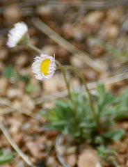 Erigeron compositus