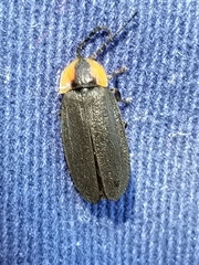 Lucidota atra