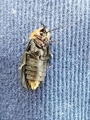 Lucidota atra