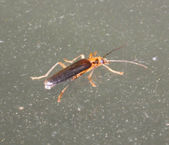 Nacerdes carniolica