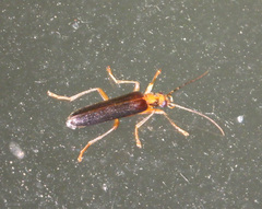 Nacerdes carniolica
