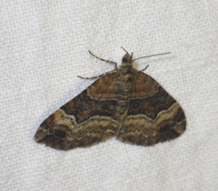 Xanthorhoe biriviata