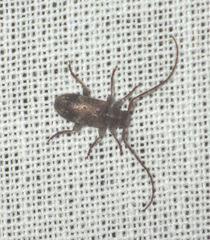 Exocentrus adspersus