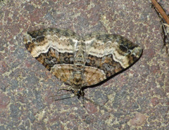 Xanthorhoe biriviata