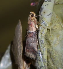 Acrobasis repandana