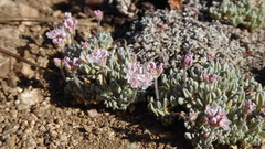 Eriogonum kennedyi