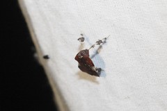 Galasa nigrinodis