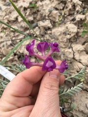 Astragalus missouriensis