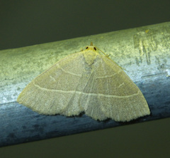 Trisateles emortualis