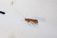 Limnephilus ornatus