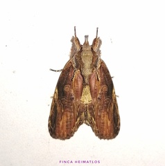 Iscadia purpurascens