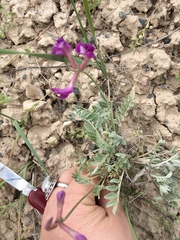 Astragalus missouriensis