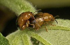Nisotra bicolorata