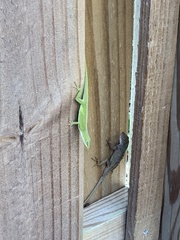 Anolis sagrei
