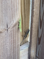 Anolis sagrei