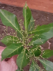 Euonymus fortunei