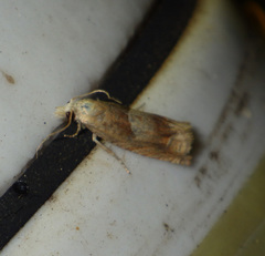 Eucosma conterminana