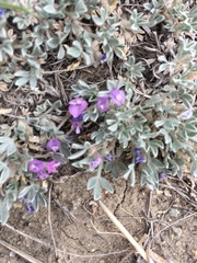 Astragalus sericoleucus