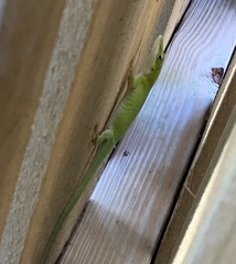 Anolis carolinensis