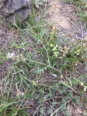 Astragalus gracilis