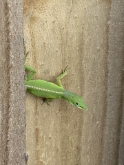 Anolis carolinensis