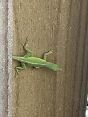 Anolis carolinensis