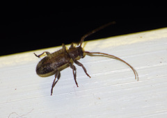 Exocentrus adspersus