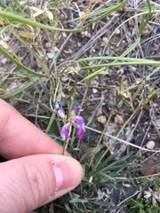 Astragalus spatulatus