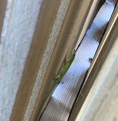 Anolis carolinensis