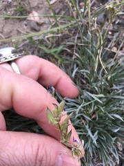 Astragalus spatulatus