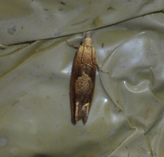 Eucosma conterminana