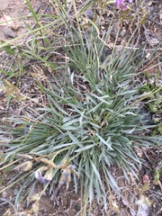 Astragalus spatulatus