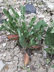 Astragalus megacarpus